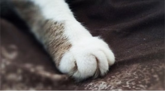 Как выбрать хороший и доступный смартфон? С примером